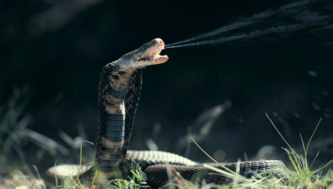 Screenshot 2024-03-06 at 15-37-24 Soro universal contra picadas de cobra é eficaz diz estudo