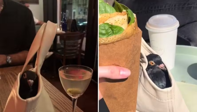 Screenshot 2024-03-10 at 08-55-42 Mulher treina pomba como pet e a leva a todos os lugares incluindo restaurantes e a festas