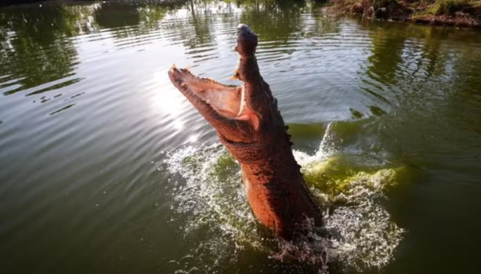 Screenshot 2024-03-13 at 18-25-17 Idoso tenta nadar para terra firme após barco virar e acaba atacado por crocodilo