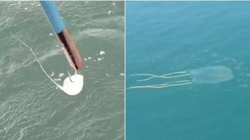 Screenshot 2024-03-25 at 18-22-31 Banhistas relatam queimaduras de água-viva em praias de Fortaleza