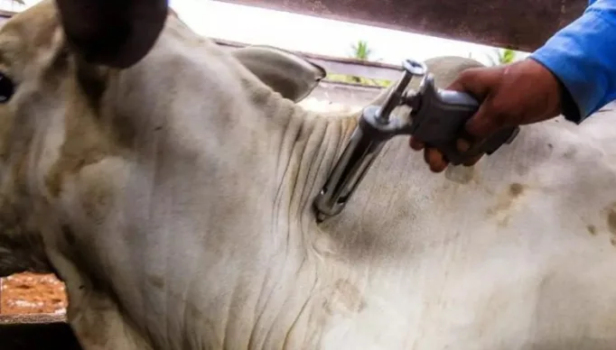 Segunda-etapa-da-vacinacao-contra-Febre-Aftosa-bate-recorde-na-segunda-etapa-de-2023-no-Ceara-800x445