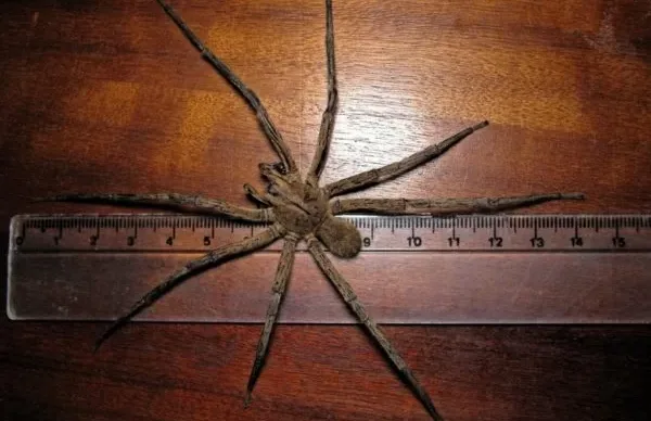 aranha-armadeira-1-600x400