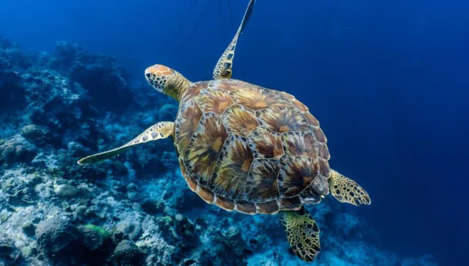 tartaruga-marina