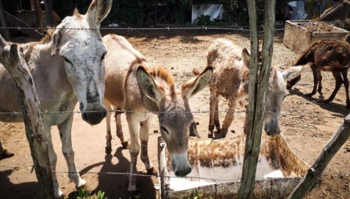 090519MZ_AbeteJumentos_-135-1024x576