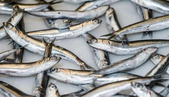 1_close_up_fresco_peixe_venda_mercado_23_2148263859__1_-36080971