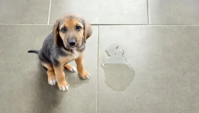 60aadad821b5edce92cdce7e0ca10da5