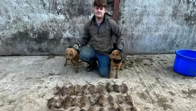 Caçador que já matou 50 mil ratos diz que eles estão ficando cada vez maiores e compara a cães
