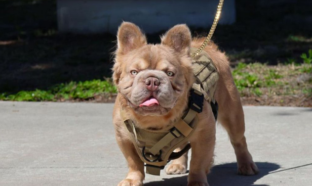 Screenshot 2024-04-04 at 05-39-42 Conheça “cachorro mais valioso do mundo” que custa mais de R$ 600 mil