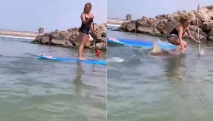 Screenshot 2024-04-09 at 18-19-17 Tubarão ataca prancha e mulher cai em cima do animal. Vídeo