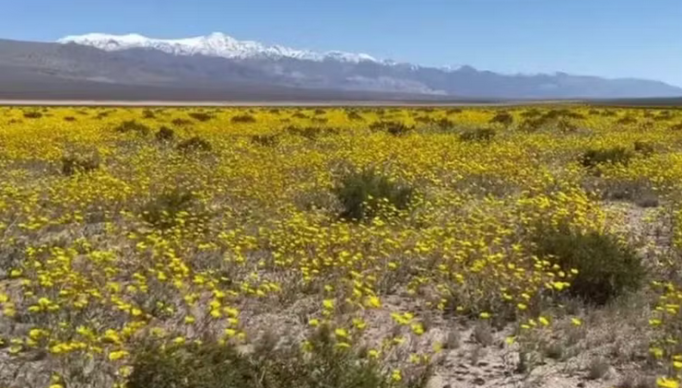 Screenshot 2024-04-15 at 22-36-33 Surpresa no Vale da Morte lugar mais quente do mundo fica com o solo coberto de flores
