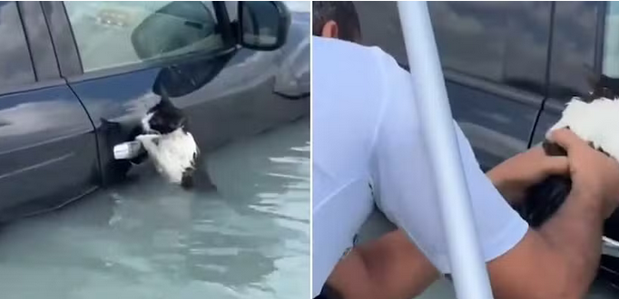 Screenshot 2024-04-17 at 14-13-47 Gato se agarra a maçaneta de carro e é salvo de enchente histórica em Dubai