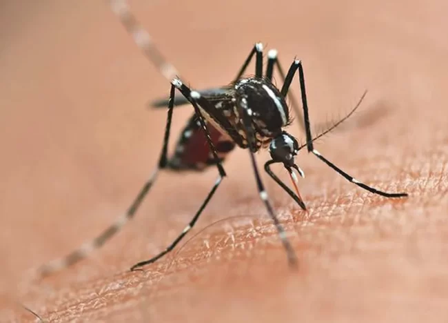 Dengue-SESA-e1703796255825