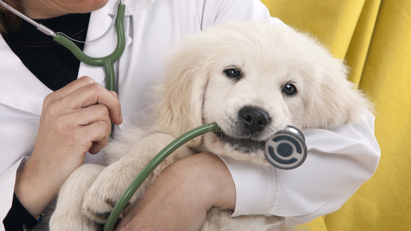 Governo do Ceará inaugura primeira unidade móvel de atendimento médico-veterinário