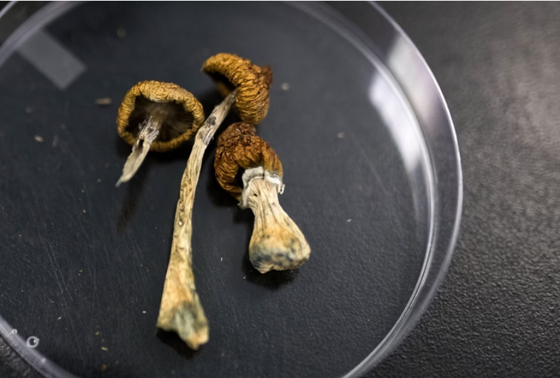 Screenshot 2024-05-15 at 10-59-33 Psilocibina substância alucinógena é eficaz para tratar anorexia diz estudo