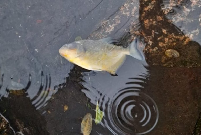 Screenshot 2024-05-16 at 17-57-49 RS piranhas nadam pelas ruas de Porto Alegre. Veja vídeo