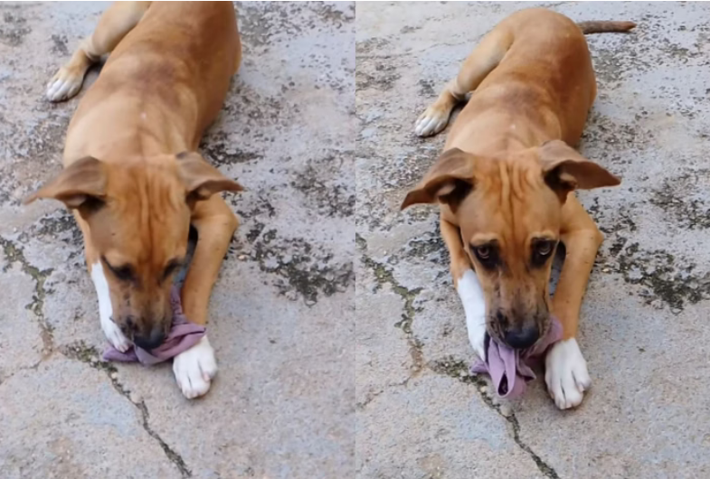 Screenshot 2024-05-19 at 09-01-42 Cão “rouba” calcinha de tutora e mulher brinca “Ô bicho mulherengo”