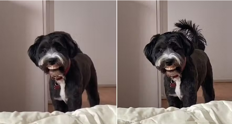 Screenshot 2024-05-21 at 14-11-21 Cão viraliza ao 'roubar' dentadura de idosa e exibir 'novo sorriso' para tutora