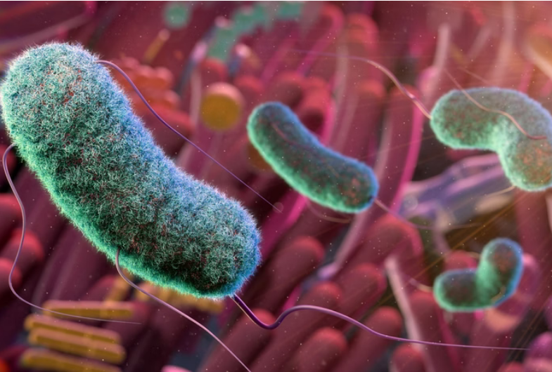 Screenshot 2024-05-30 at 11-01-17 Dieta proteica causa mudanças nas bactérias intestinais