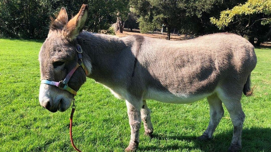 bpdonkeys_311793373_1092721444751820_4948038366540175813_n