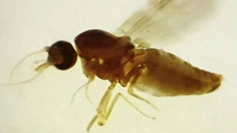 mosquito Febre do Oropouche