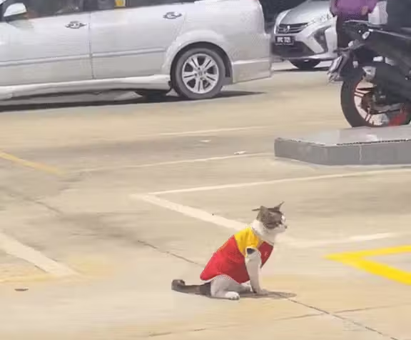 Gatinho frentista viraliza após ser flagrado "trabalhando" em posto de gasolina