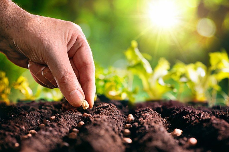 Prefeitura de Ocara inicia distribuição de sementes para agricultores pelo Programa Hora de Plantar 2025