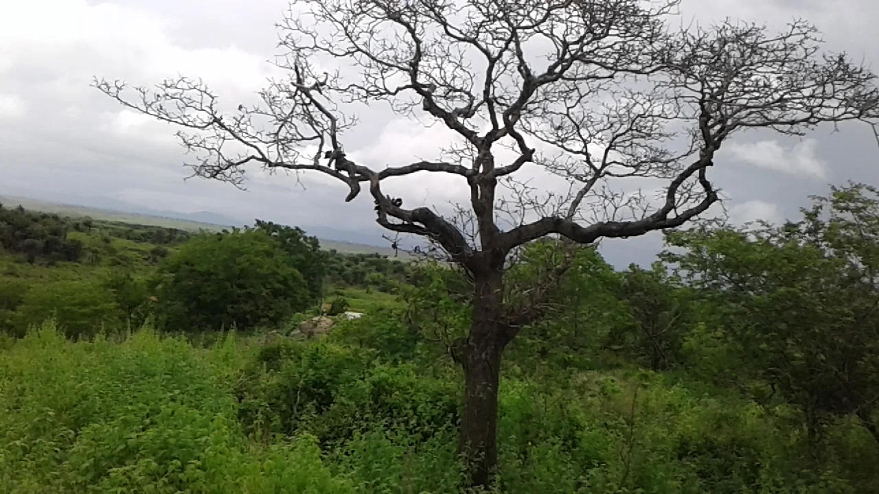 uru